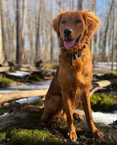 dog-1